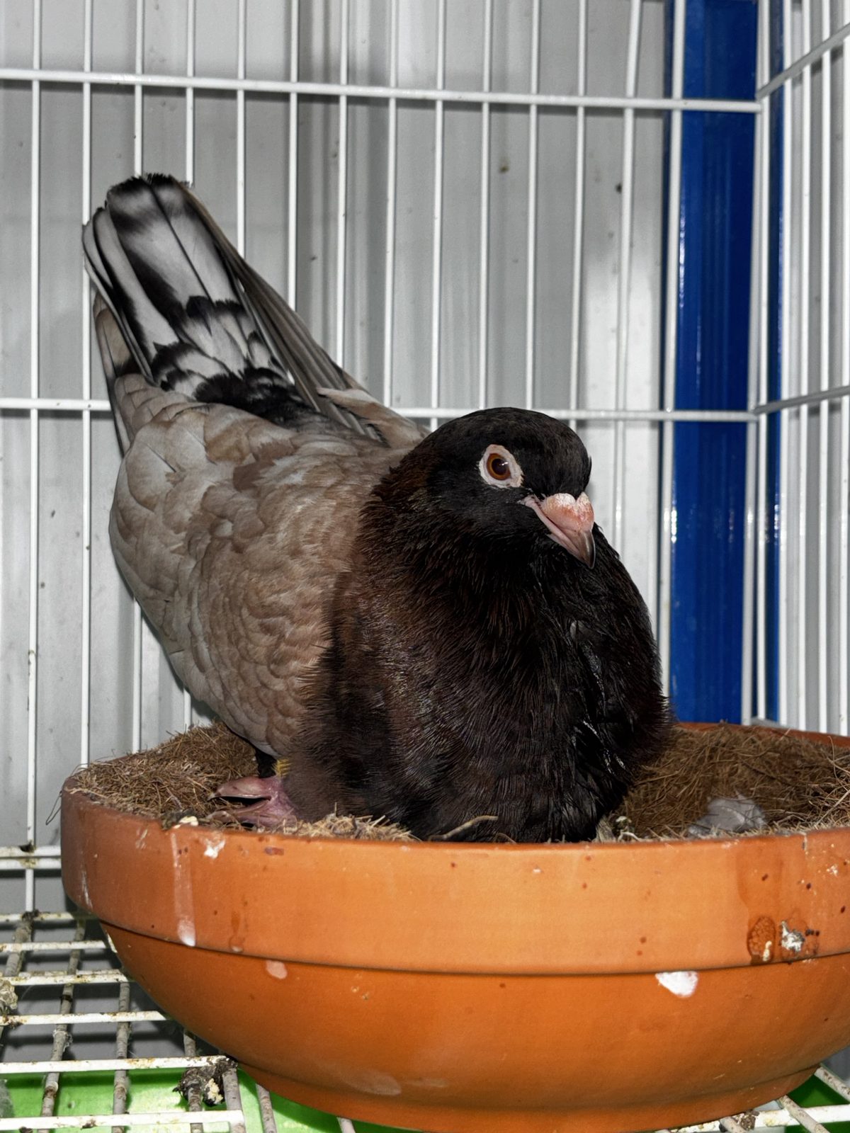 Wolf Creek Lofts pigeon