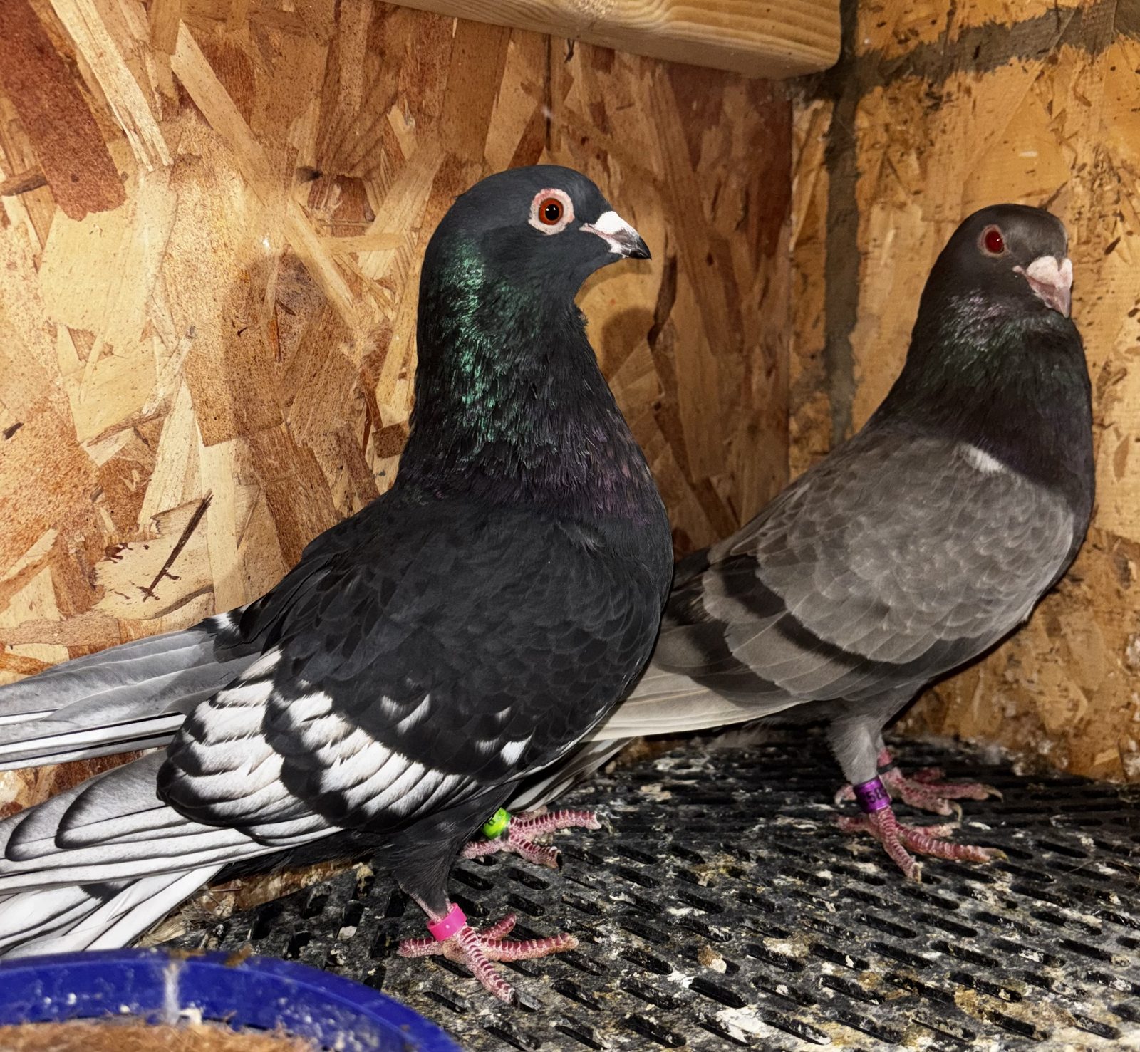 Wolf Creek Lofts pigeon
