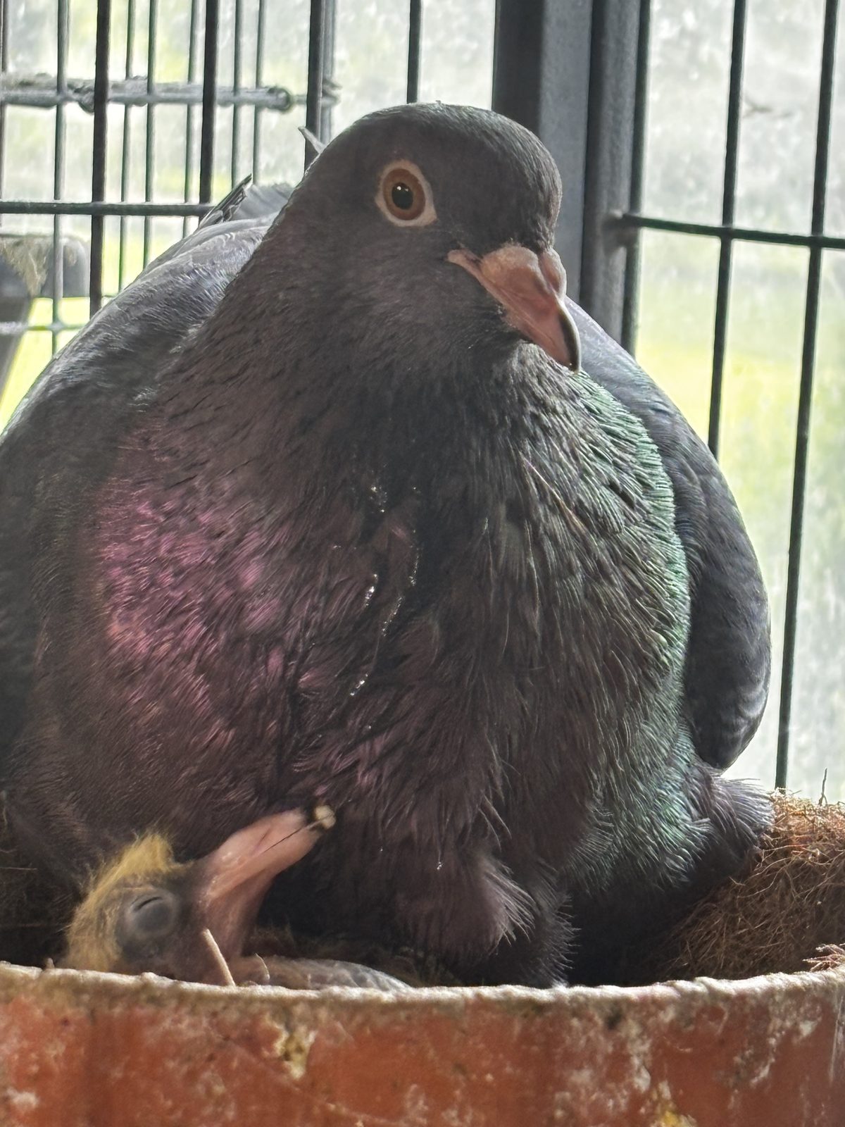 Wolf Creek Lofts pigeon