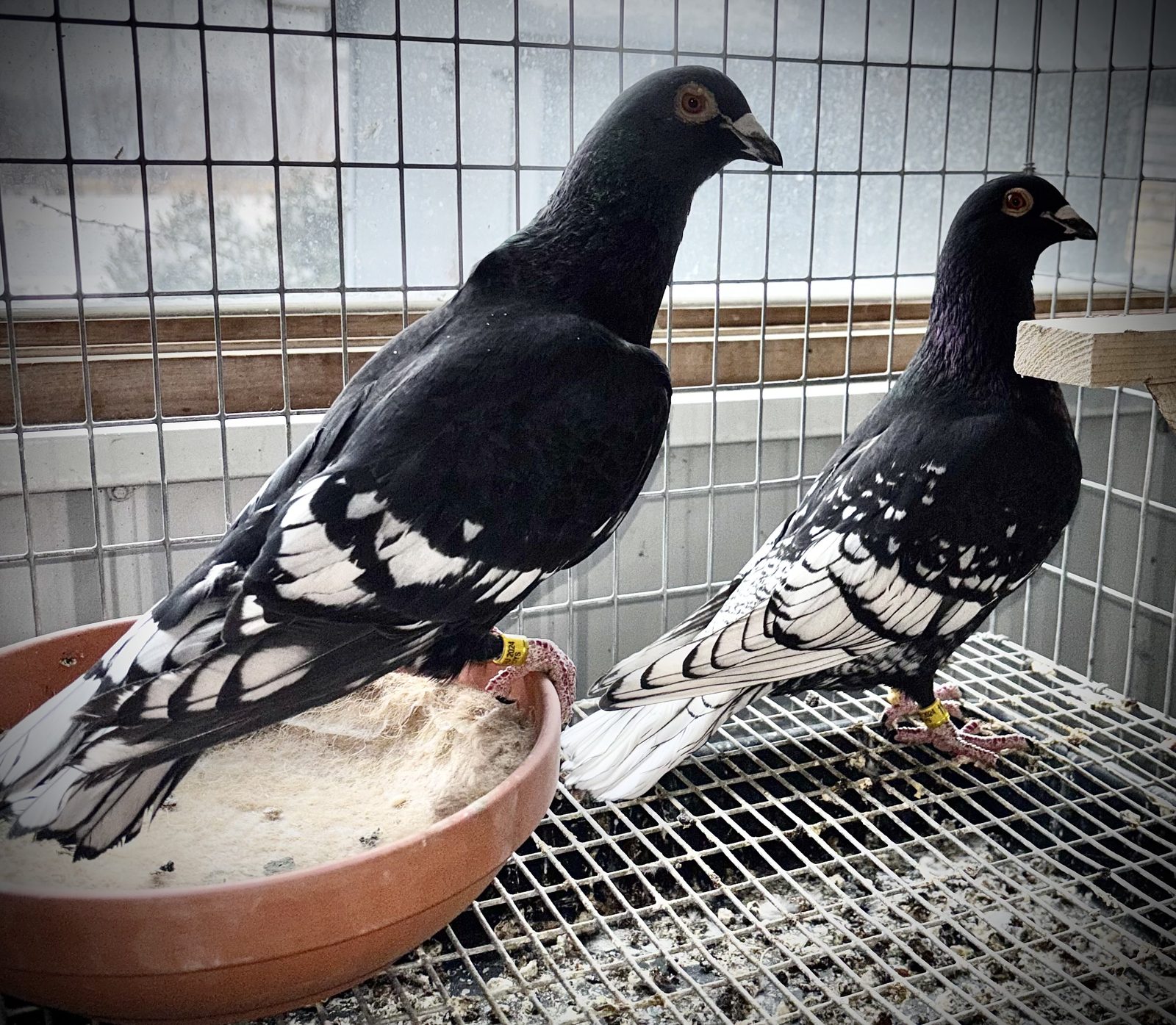 Wolf Creek Lofts pigeon