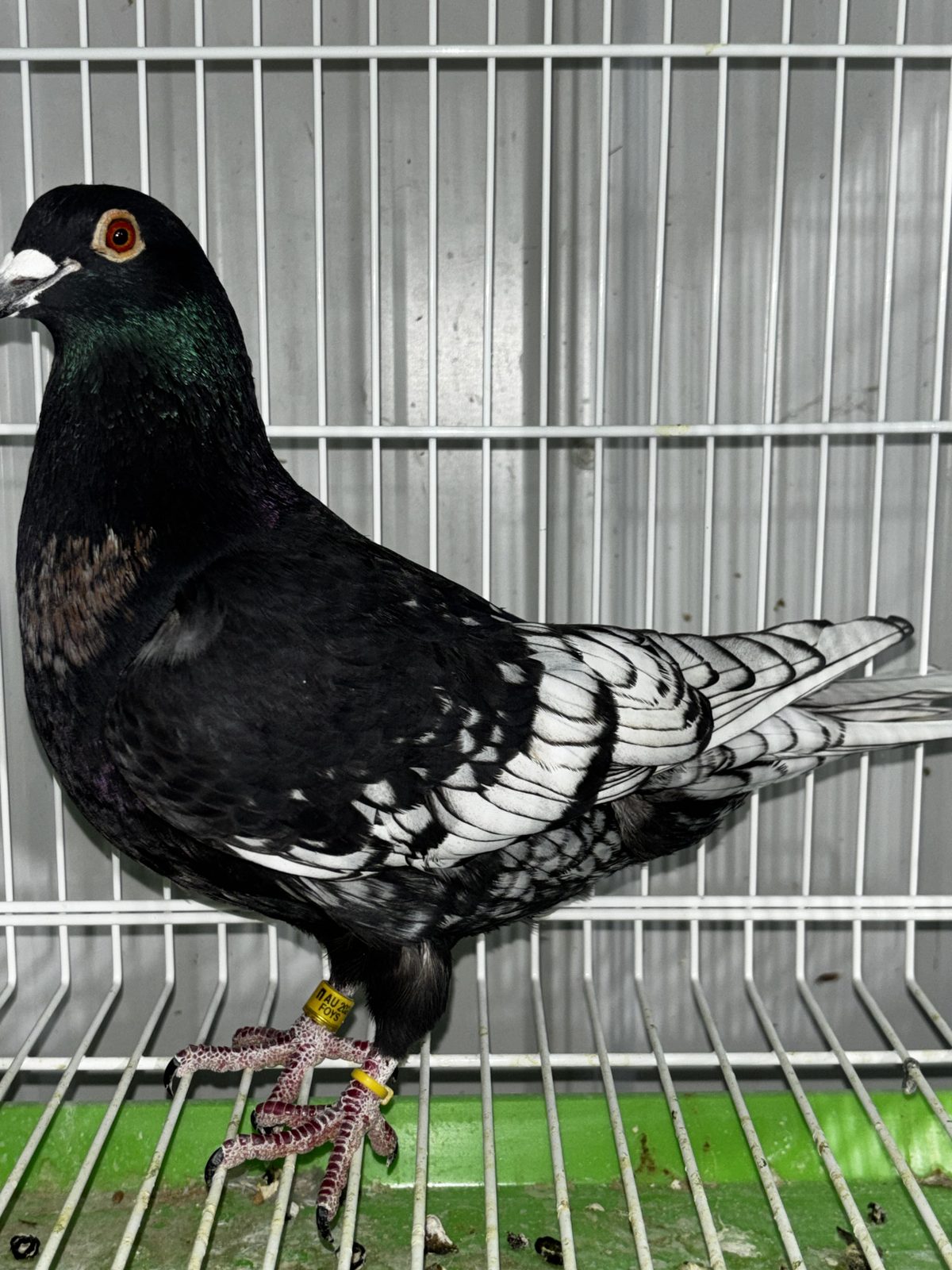 Wolf Creek Lofts pigeon