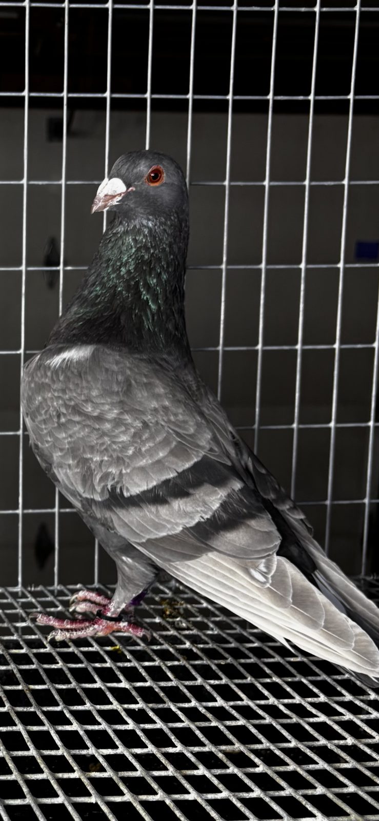 Wolf Creek Lofts pigeon