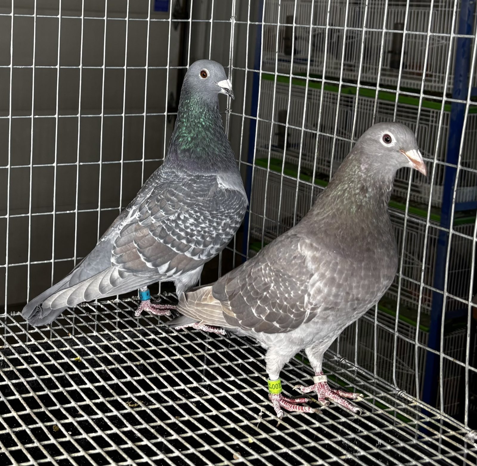 Wolf Creek Lofts pigeon