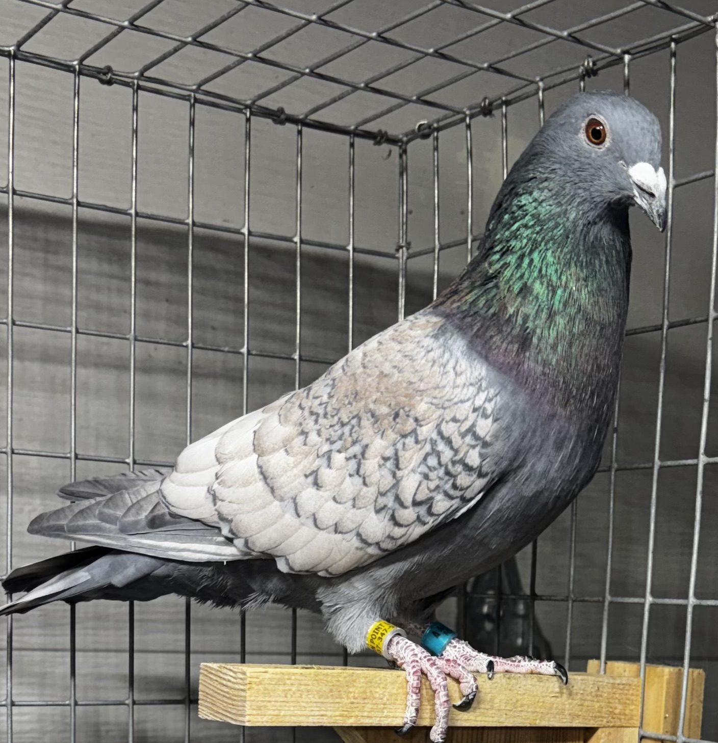 Wolf Creek Lofts pigeon