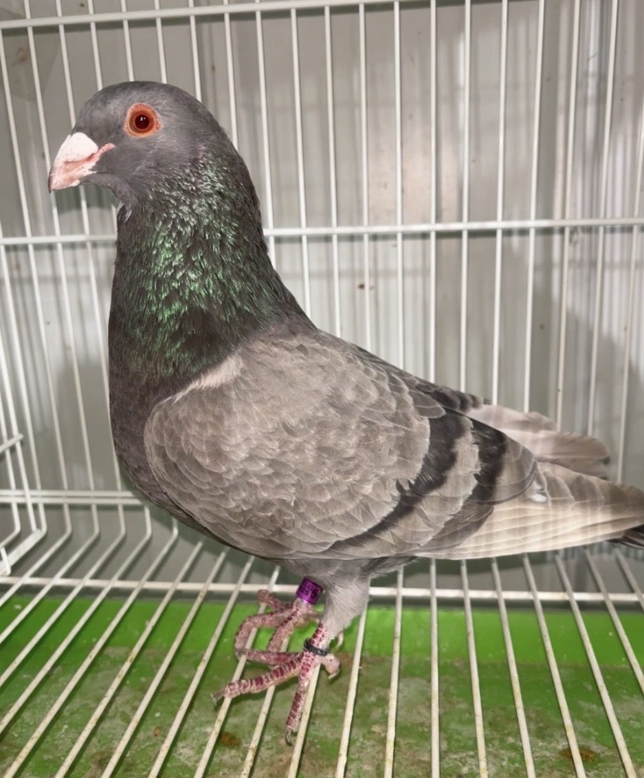 Wolf Creek Lofts pigeon