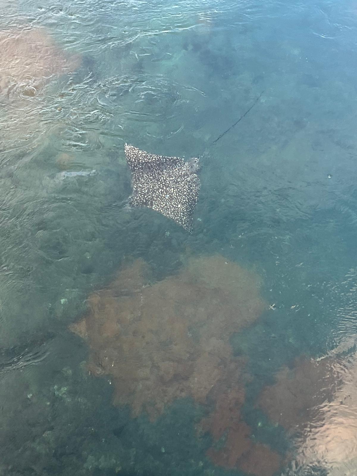 Stingray in Bermuda waters