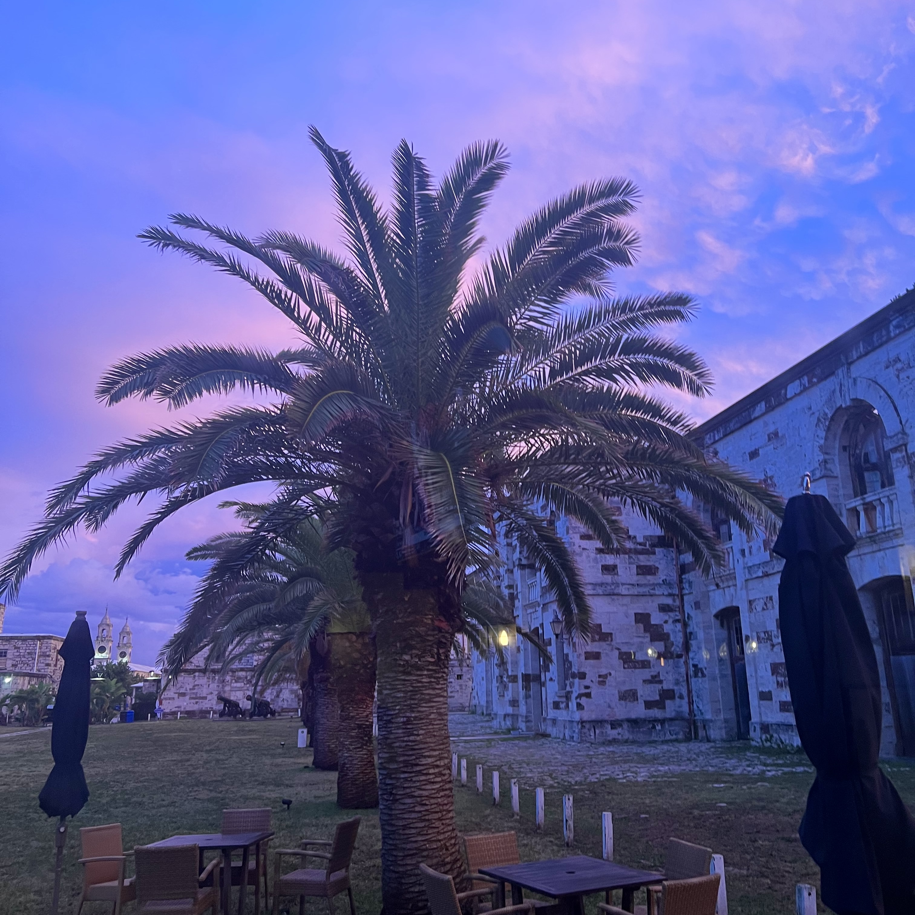 Palm tree at dusk with historic limestone building in Bermuda