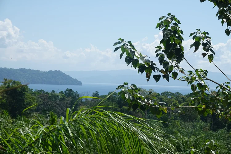 Land in Rincón