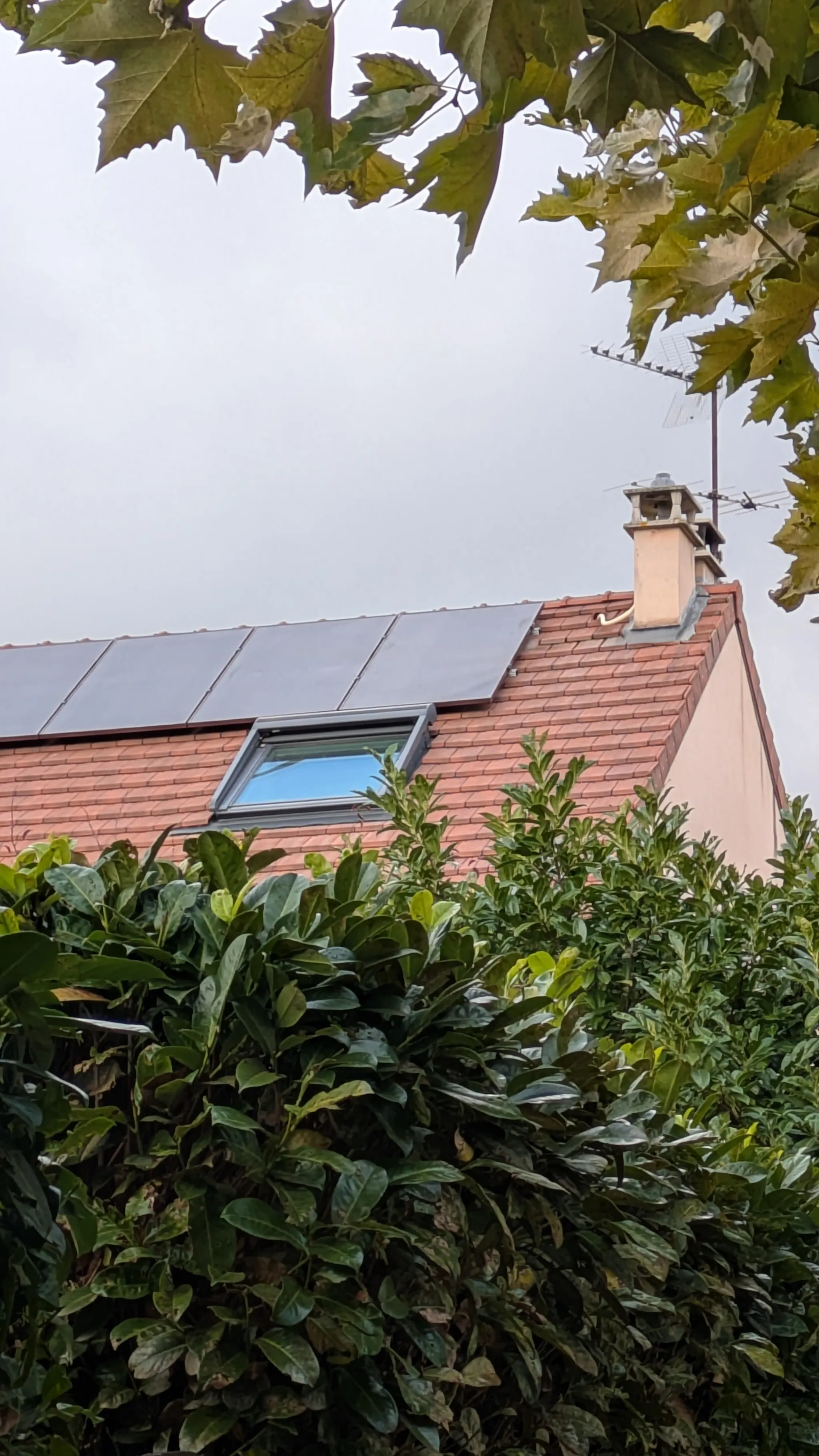 Les modules vus depuis le jardin, au-dessus de la haie, à Maisons-Laffitte (78600)