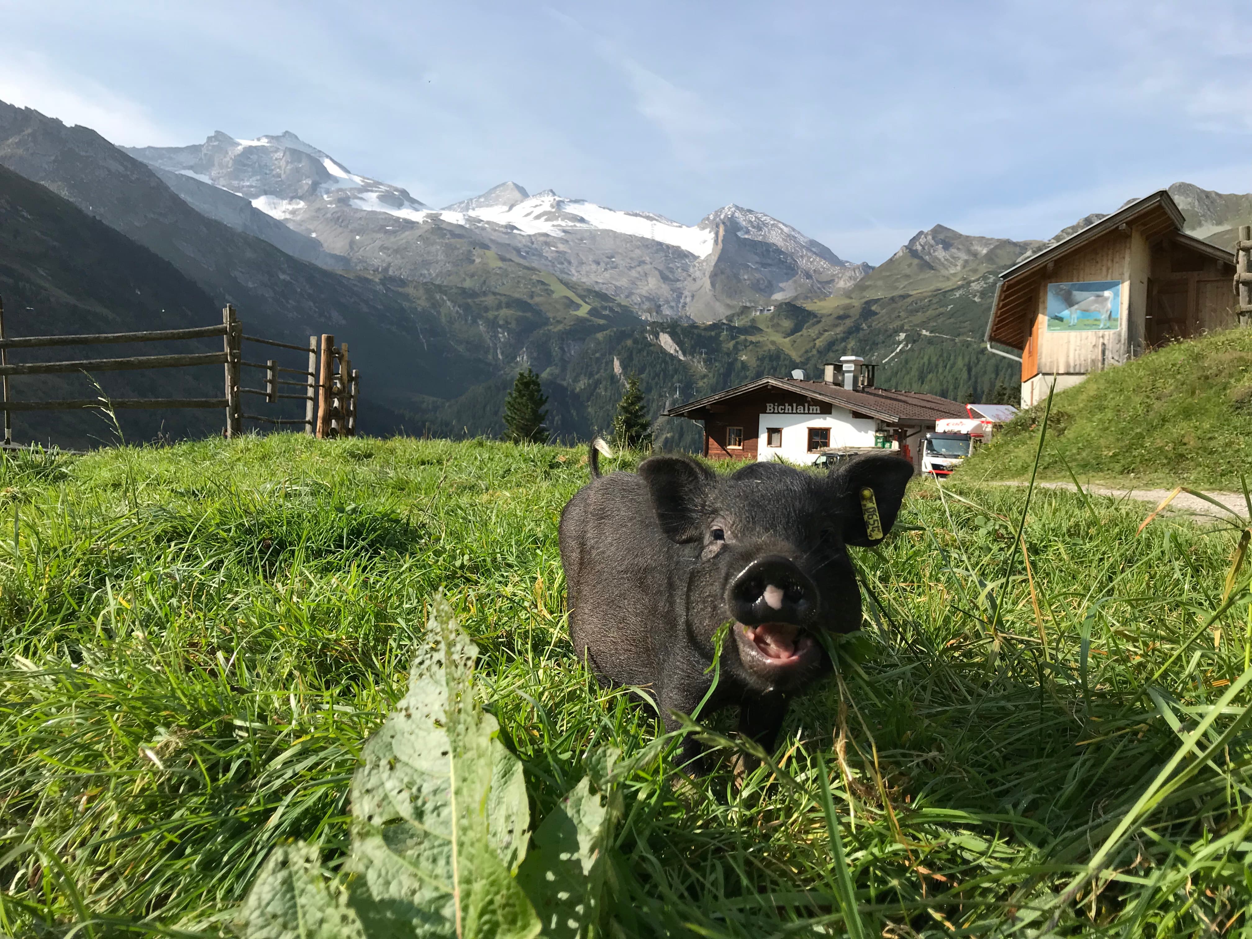 Ferkel, das Gras in einer Alpenwiese mit Hütten und schneebedeckten Bergen im Hintergrund frisst.