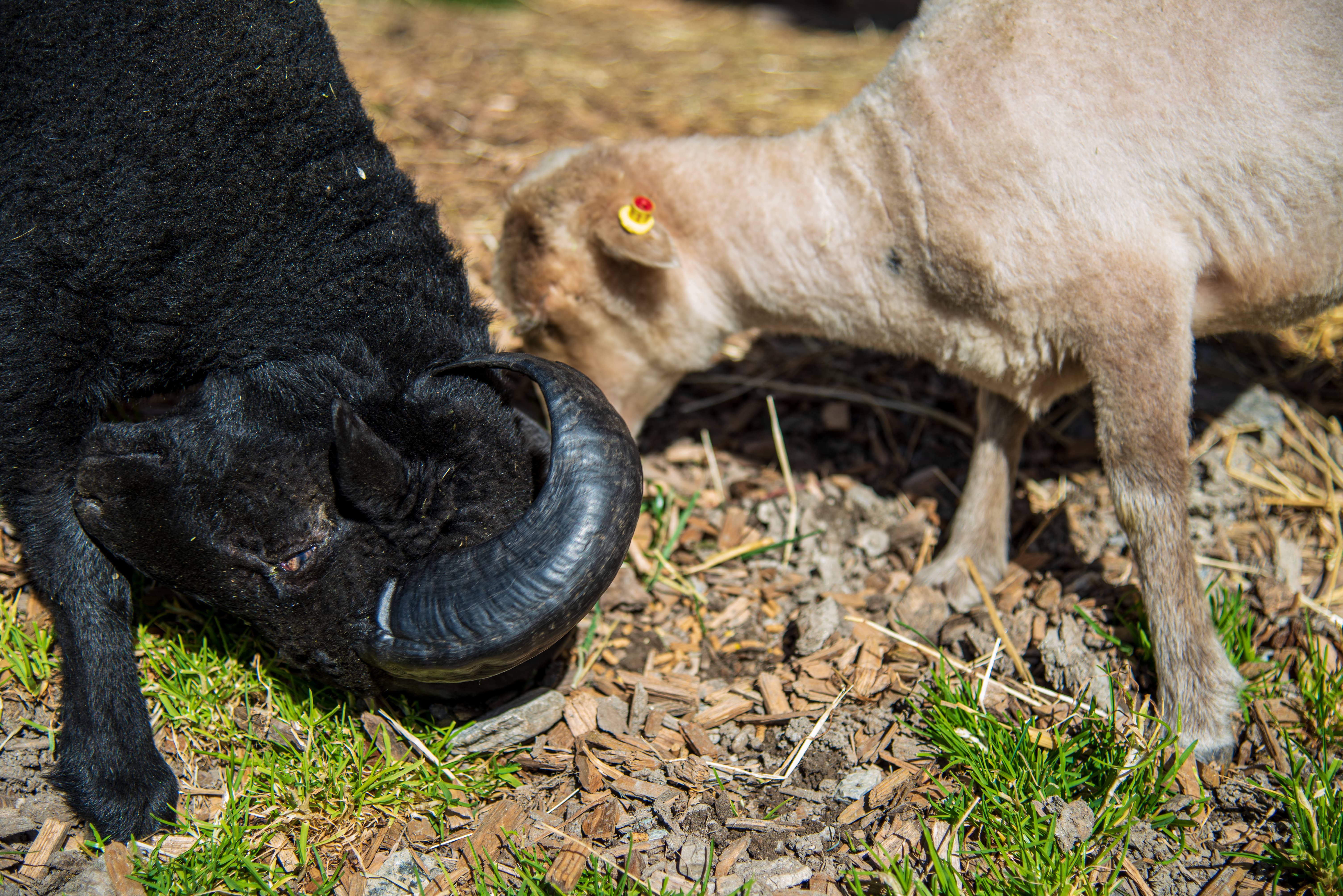 Ein schwarzes Schaf mit großen Hörnern und ein helles Schaf grasen nebeneinander auf Gras.