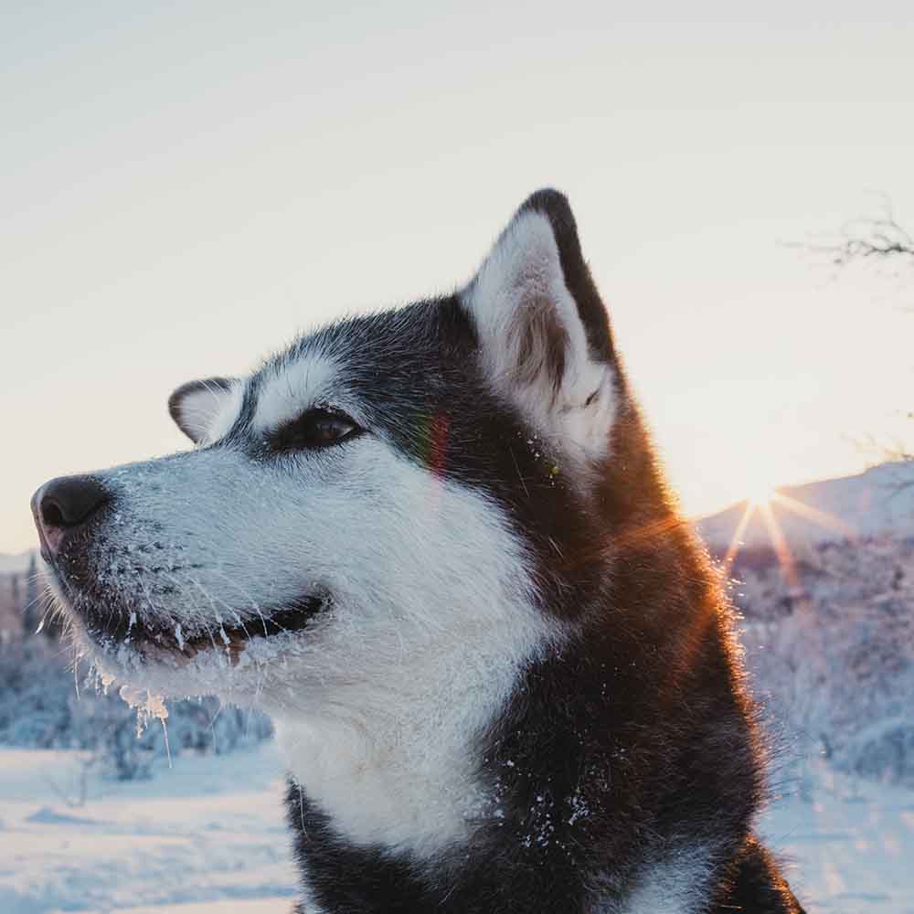 Hund i fjällmiljö
