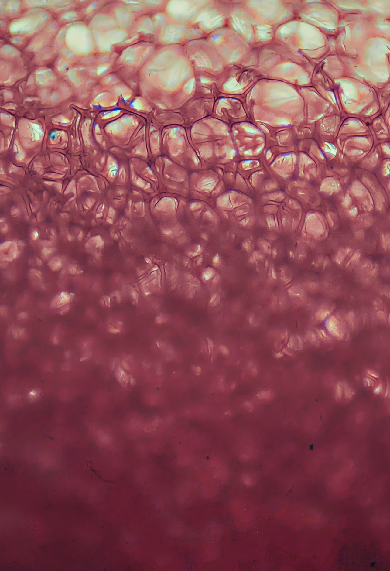 Microscopic view of biological tissue cells showing detailed cellular structure.