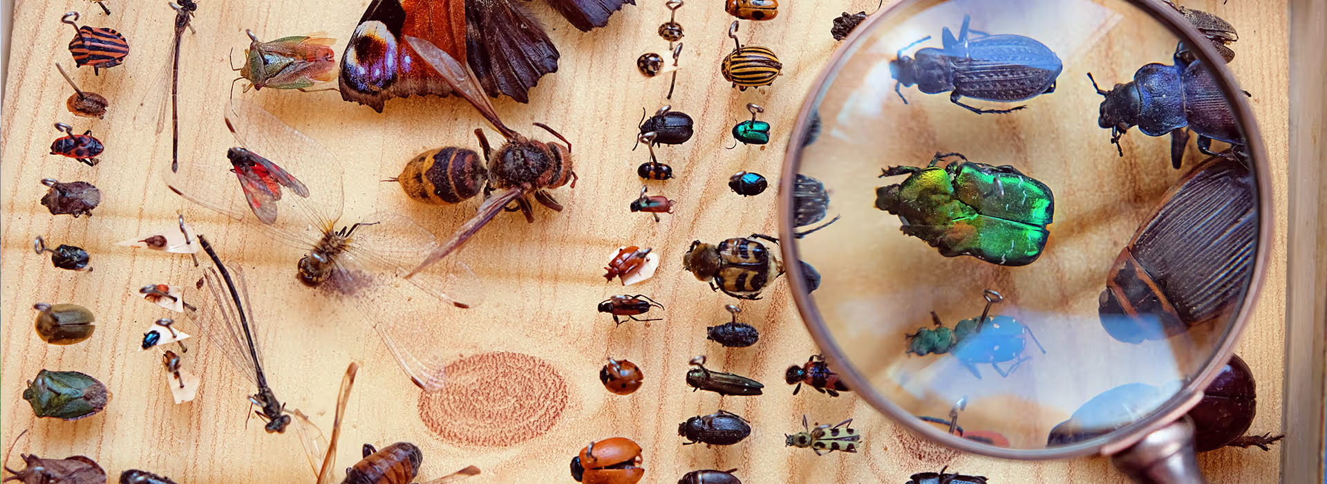Collection of various pinned insects on wood, highlighting a green beetle under a magnifying glass.