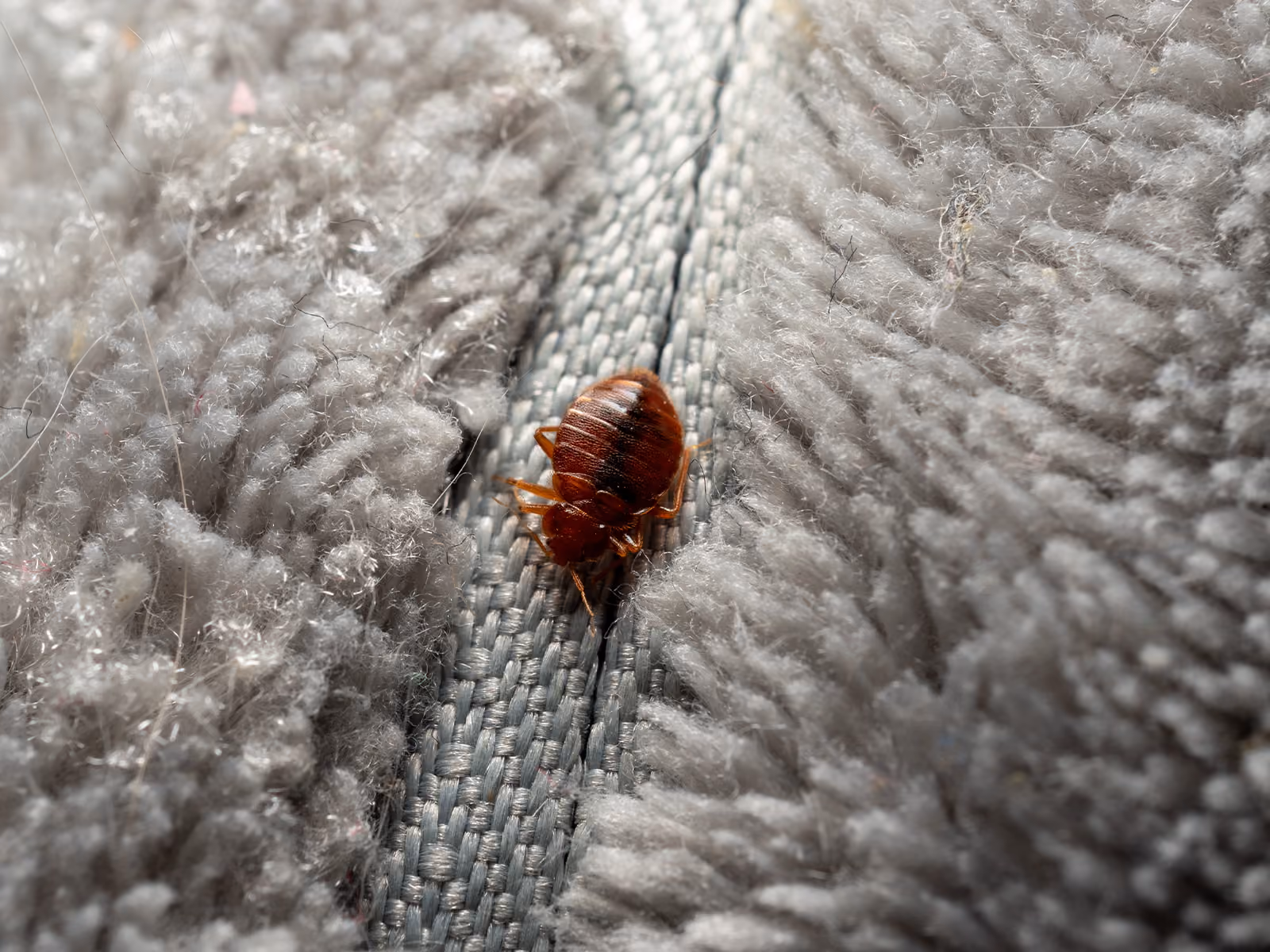 bed bug found in a florida home