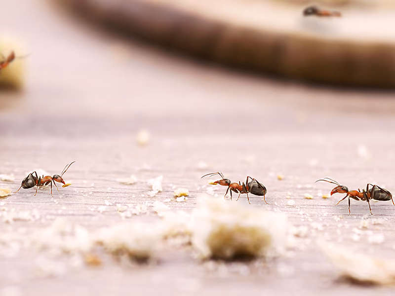 ant infestation in home