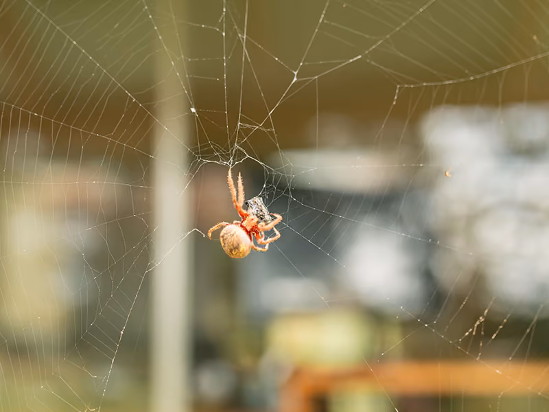 orb weaver spider in web