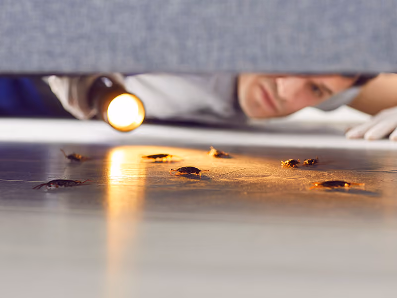 pest control inspection