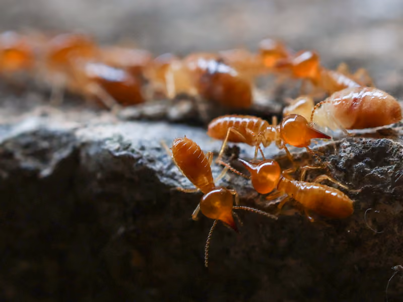 termites