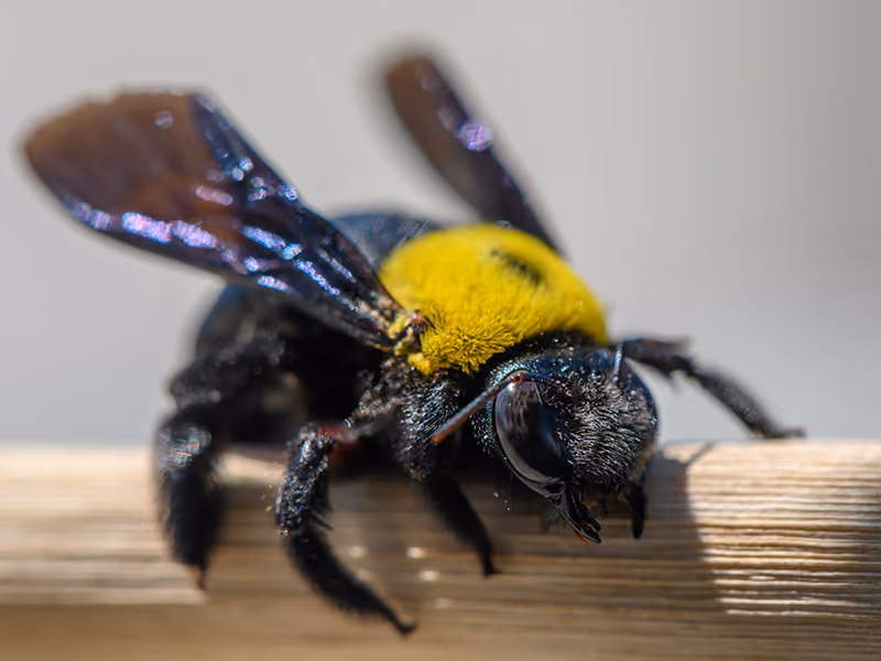 carpenter bee close up