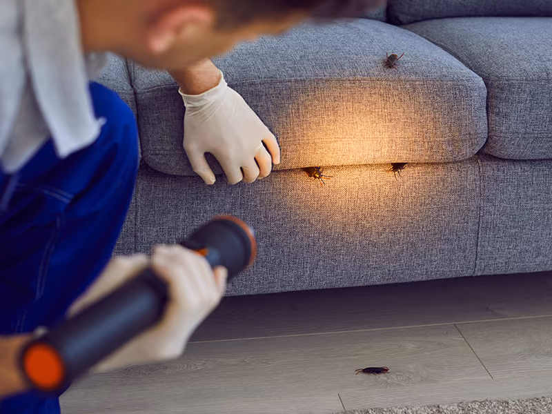 pest control service in living room