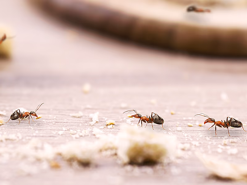 ants crawling on counter