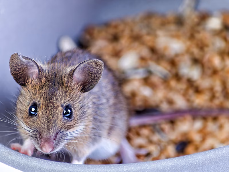 house mouse in home