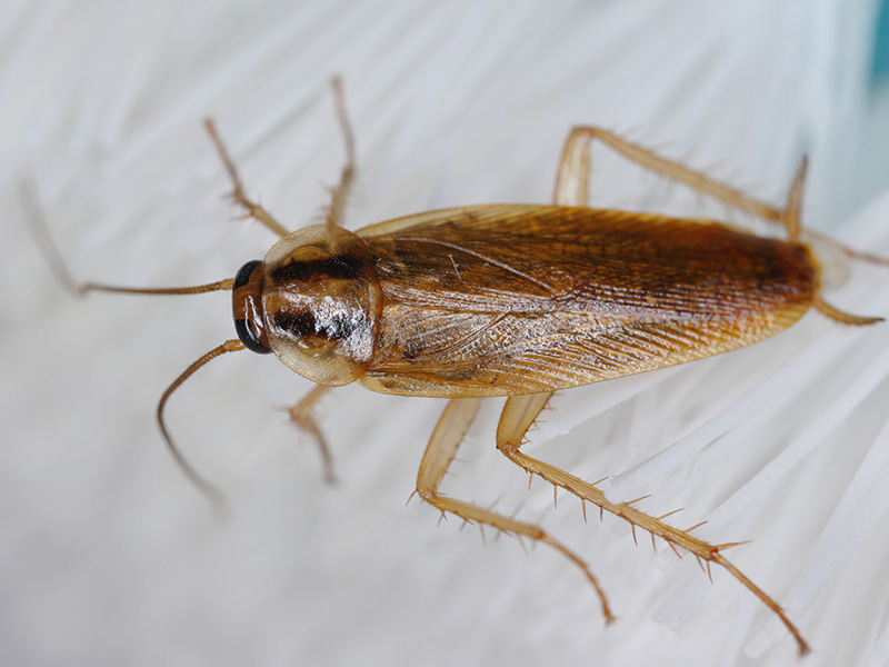 german roach