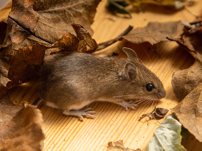 mouse in leaves