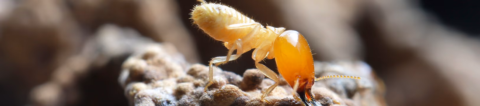 foraging eastern subterranean termite in florida