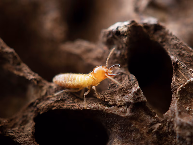 eastern subterranean termite