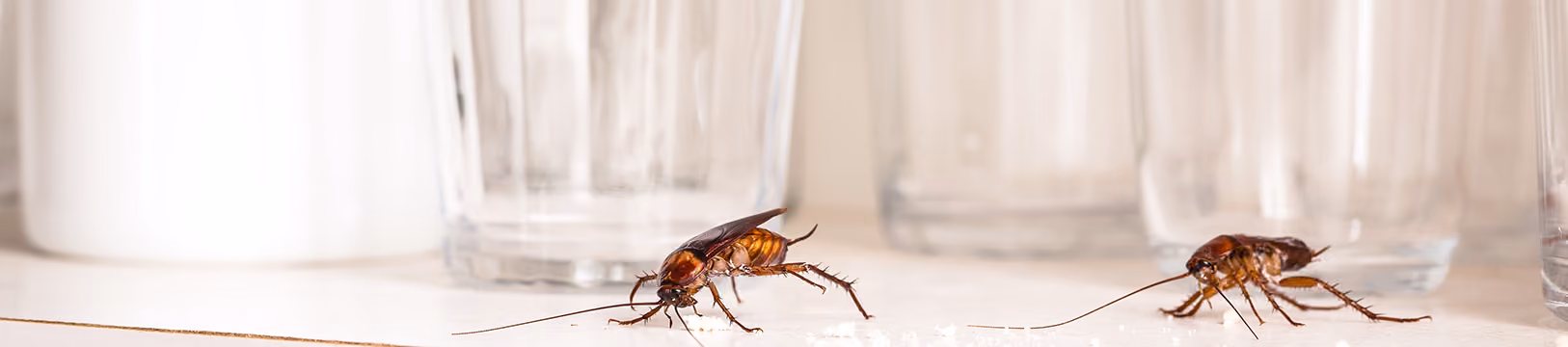 cockroach crawling on the wall