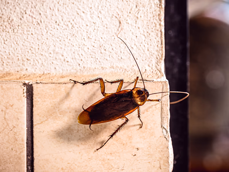 cockroaches crawling on table