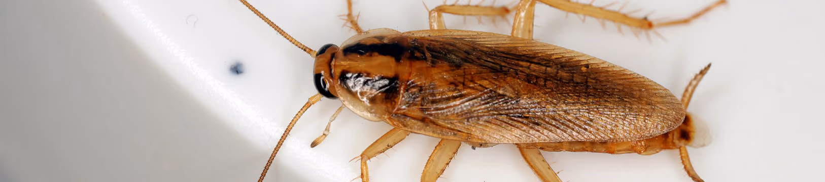 german cockroach on glass