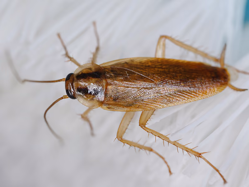 german cockroach under microscope