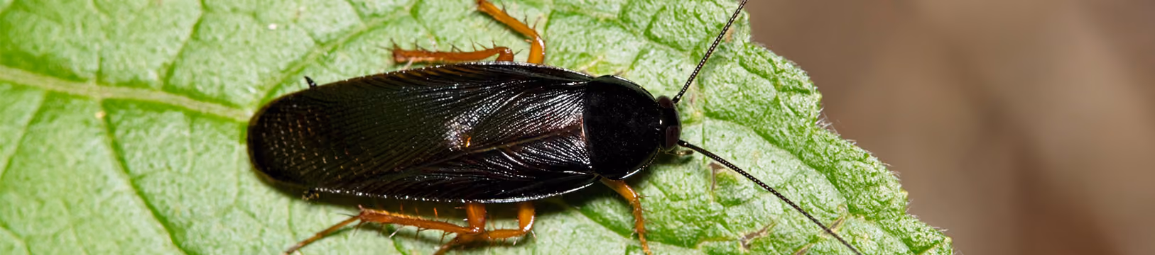 smokybrown cockroach on a leaf