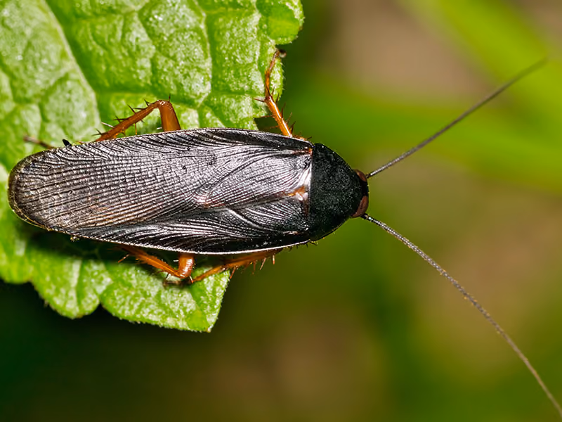 smokybrown cockroach on a plant