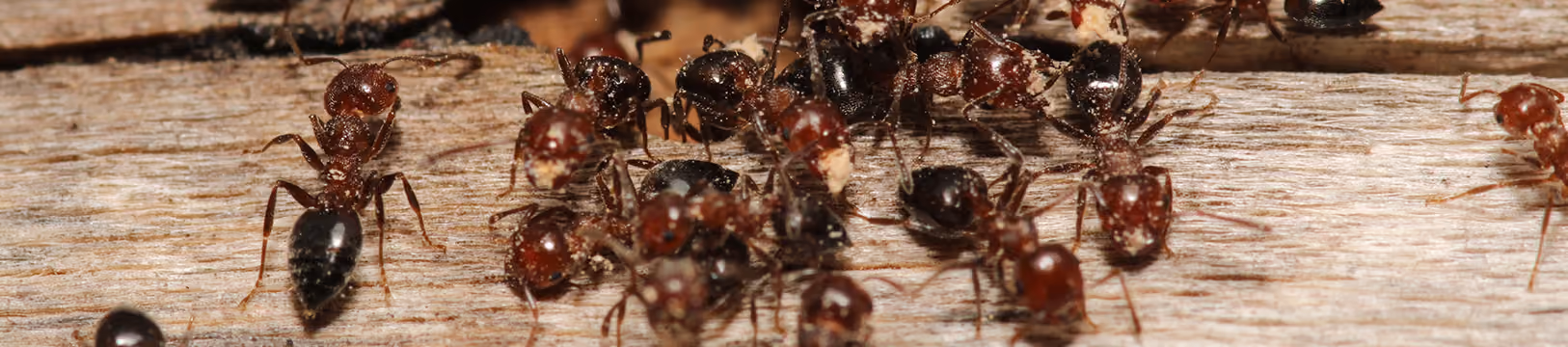 carpenter ants eating wood