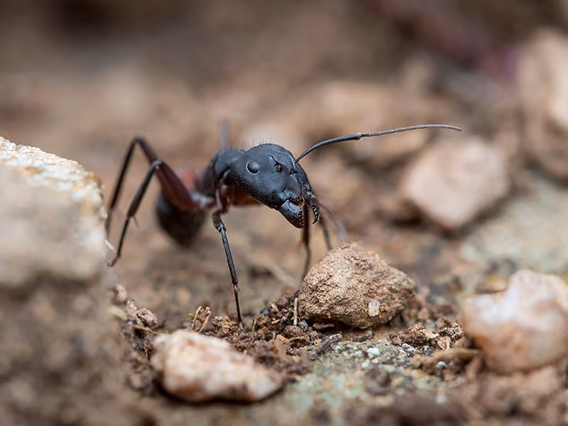 carpenter ant on rocks