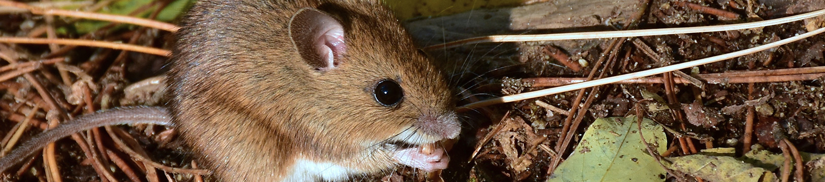 house mouse in leaves