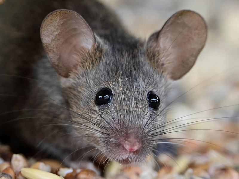 house mouse up close