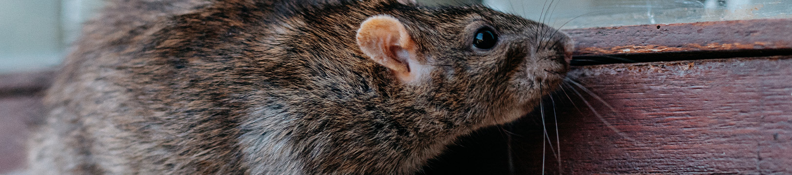 roof rat on a deck