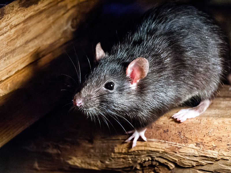 roof rat under deck
