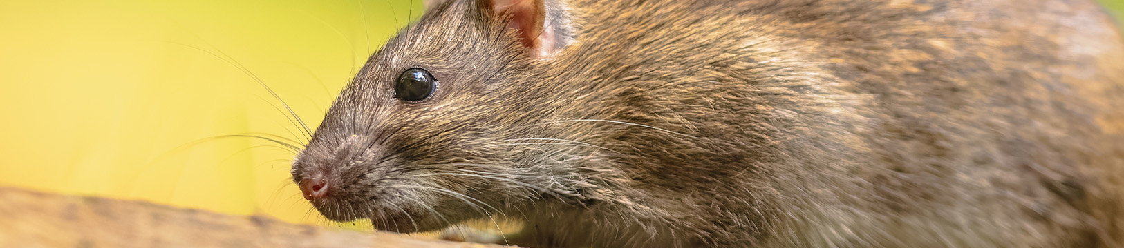 large brown norway rat in florida
