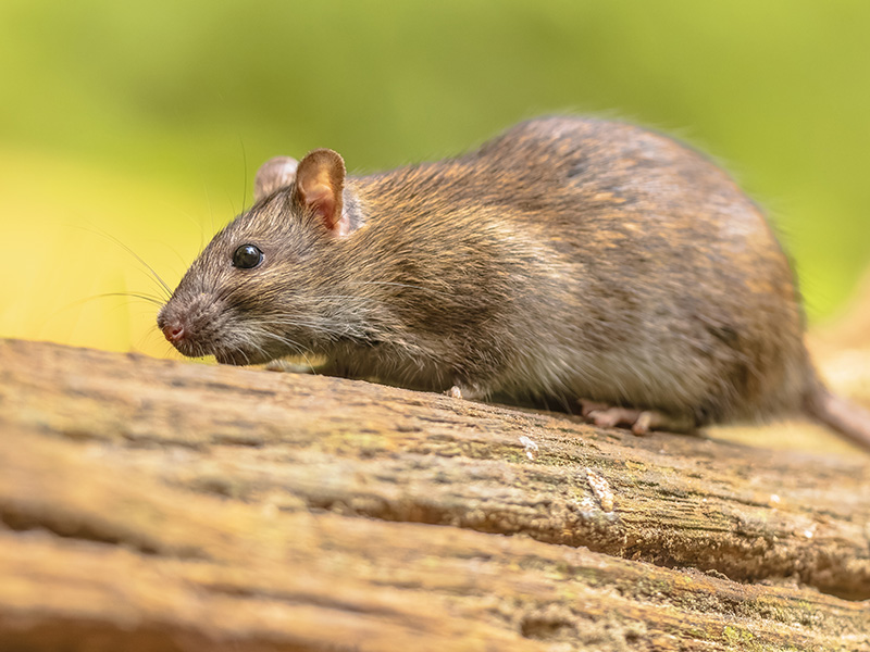 norway rat found in northwest florida