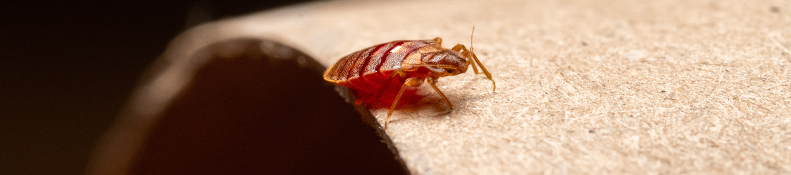 bed bug in a florida home