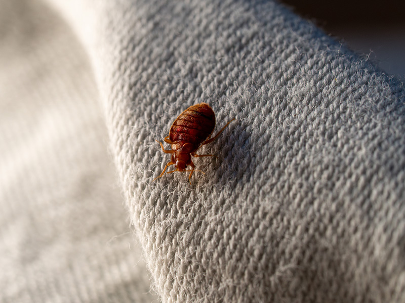 bed bug found in northwest florida