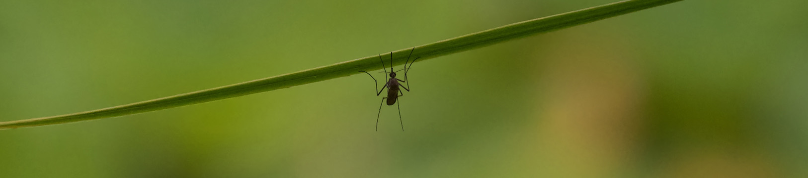 culex nigripalpus mosquito in florida