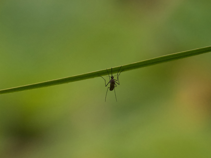 florida sle mosquito
