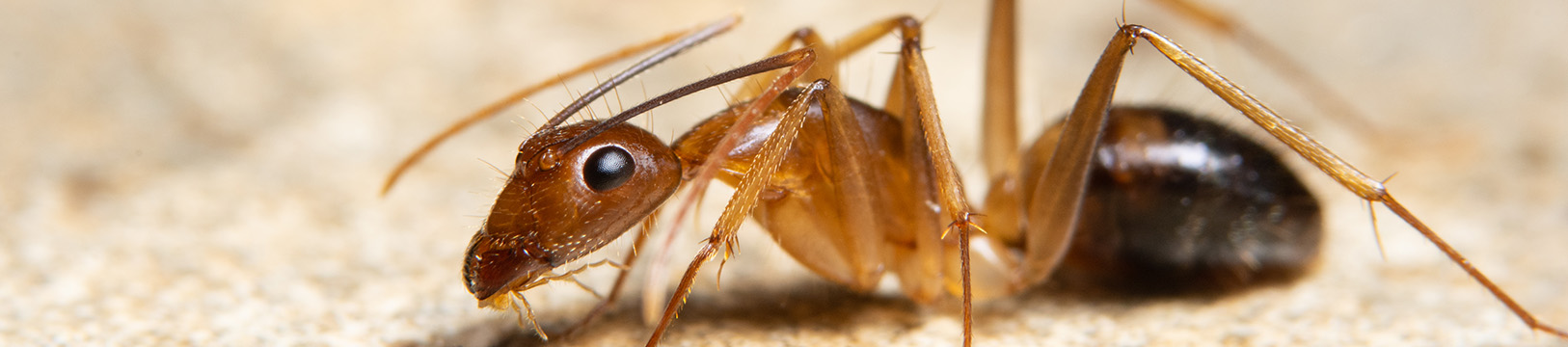ghost ant on granite countertop